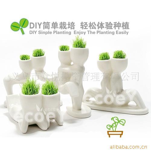 园艺种植创意家居X恋人魔草种植--爱恋