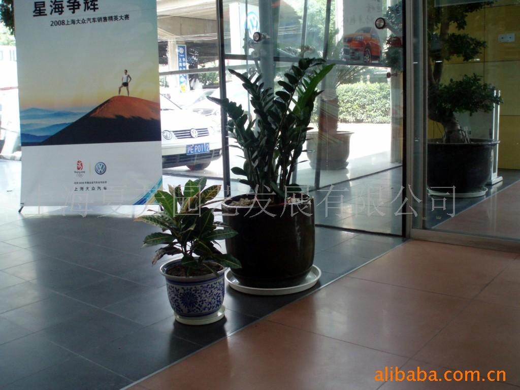 盆景,树,租赁,摆花,室内绿
