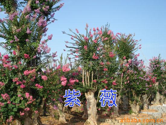 ޱ辰辰׮辰辰