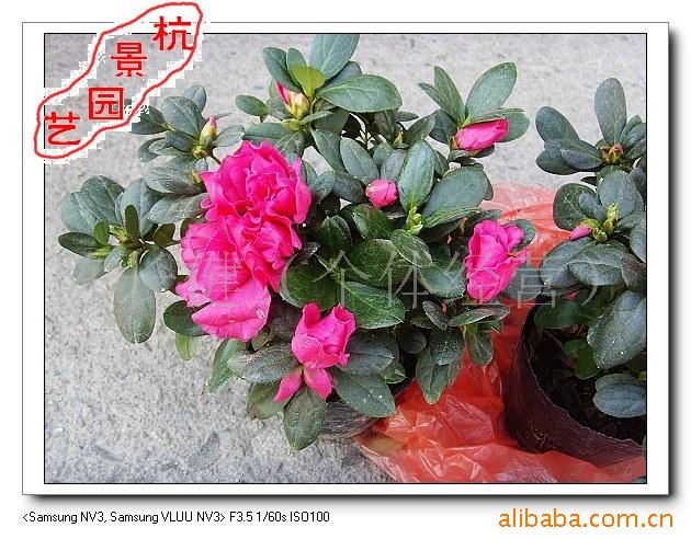 ʱž黨辰