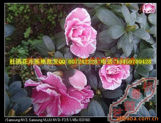 СҺʱž黨
