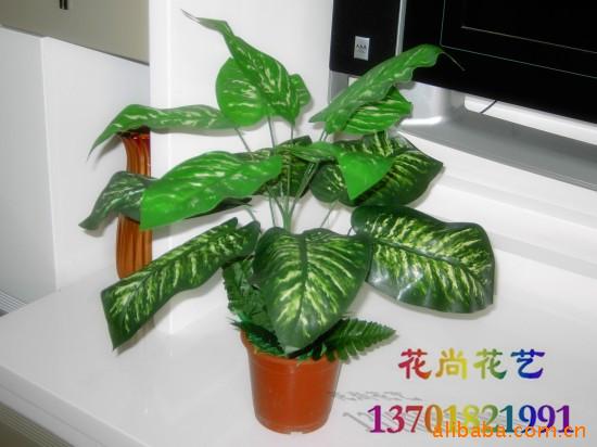 仿真植物仿真盆景仿真万年青