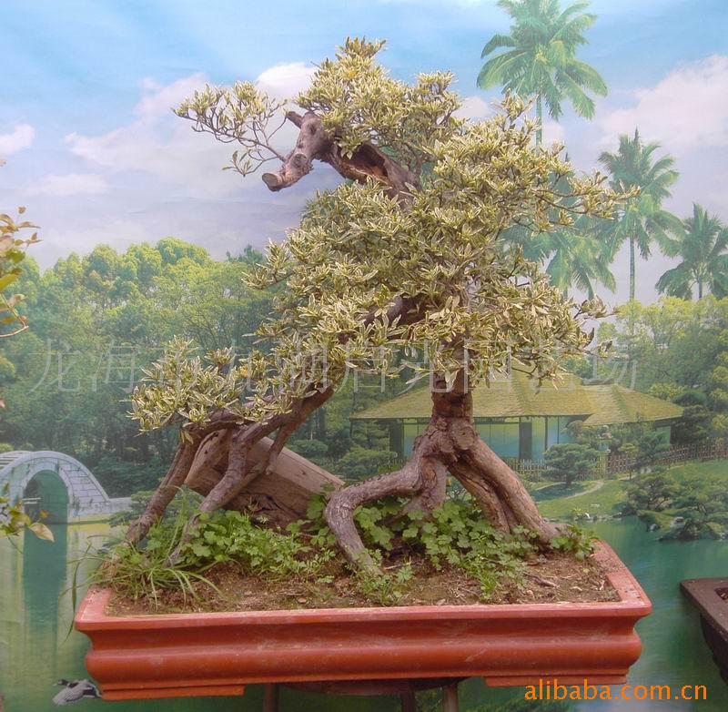 玉堂春盆景 品牌:花叶栀子   型号:其他(mm) 价格:2600.