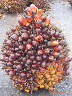 Ǵֲ΢лʡ֣Organicfarm