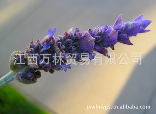 ޹²ݣ2011ؼƷ