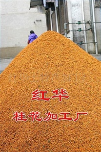 ֻݲ賧