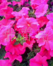 󻨰ǣţƷȫ۸ţ1000