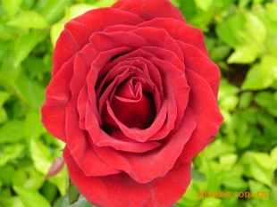 ʢʻħõ