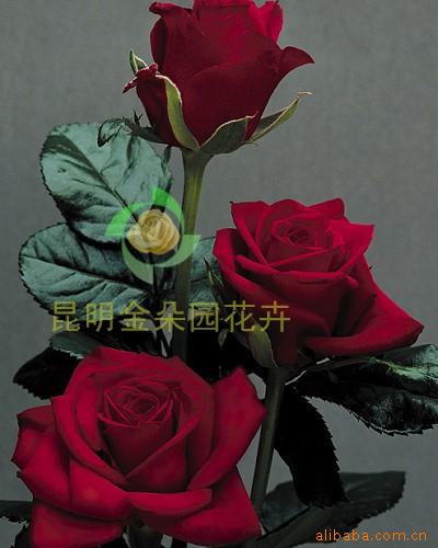 云南高档玫瑰月季切花卡罗拉