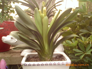ֱһ30cm35cm,