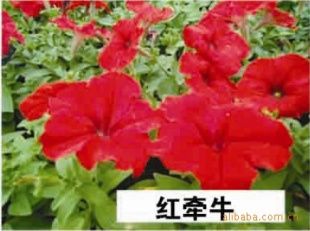 ݲݻǣţ