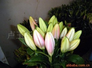 批发云南斗南各百合鲜花圣诞节鲜花批发惠中