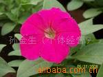 F1ݻ400-662-7727