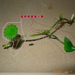 2ëһͭǮ׬ǮҪҪͭǮ
