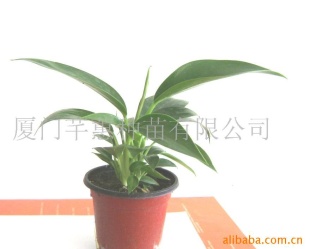 金钻蔓绿绒微型盆景水培植物