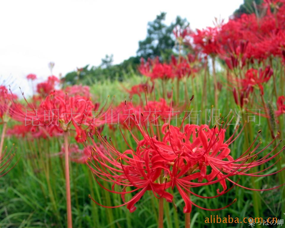 云南地自产切花红花石蒜鲜花(图)