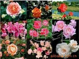 ٱ¼ӶƷֻ()