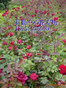 ñ¼3֦ϸ35-60CM