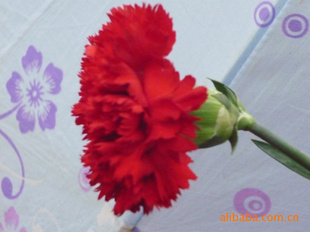 云南昆明盛产花卉鲜花单头红康乃馨批发