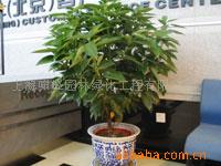 租赁元宝树各种花卉盆景