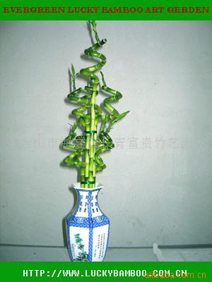 luckybamboo,,,л