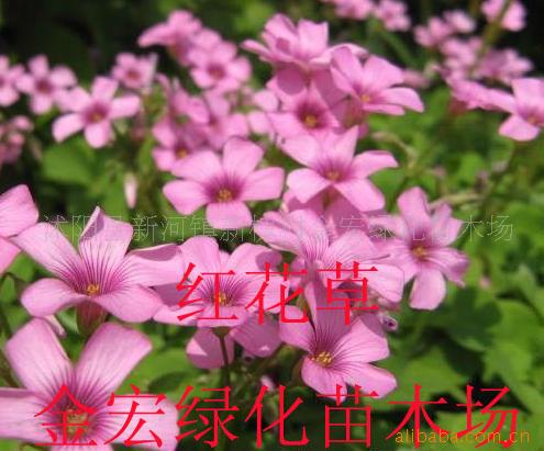컨ݣӢݻȻľ