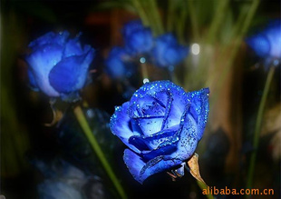 蓝妖姬玫瑰鲜花七夕情人节鲜花批发惠中