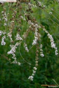 ľľ辰ݻ