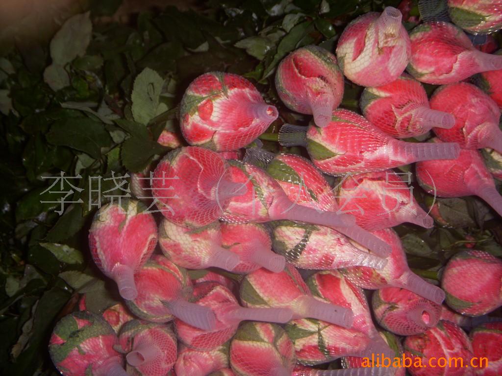 玫瑰(情人节鲜花红玫瑰)