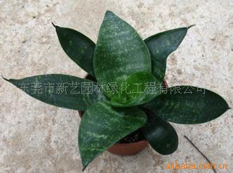 室内观叶植物青叶虎尾兰小盆栽