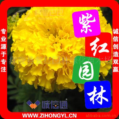 е죬ǣţڻپգ