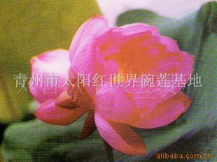 --̫