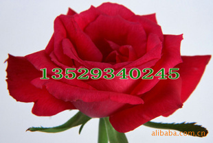 ˣлʻֱ