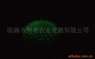 ӫ⻨