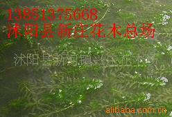 ˮֲ--.ϲ.塢塢Ӳˡ