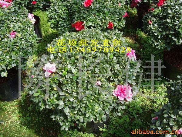 ʱž黨Rhododendron