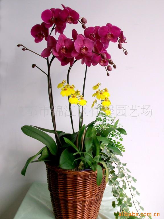 蝴蝶兰组合盆栽