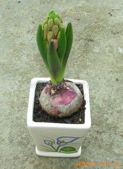 ڹۻֲ///ڳ