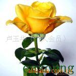 斗南鲜花各地圣诞节鲜花批发惠中