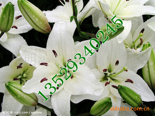 лٺϻԤ䴦ʶȸ߻ӳ2-3