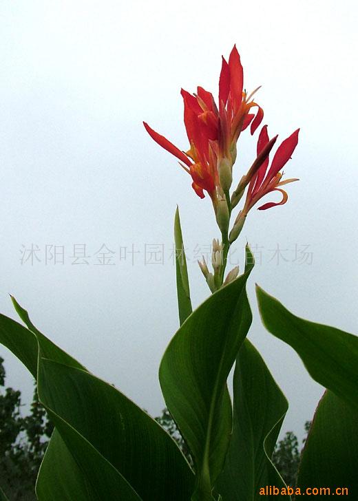 ˽콶βͼ