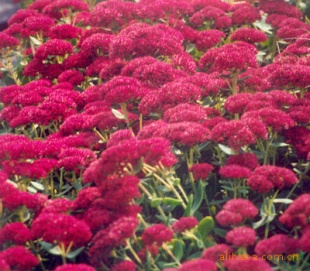 ޸زݻǣţݻ