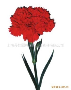 (厂家直销)特卖大量全新彩康乃馨鲜花