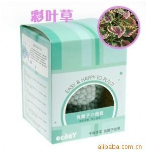 负离子陶碳球植栽--彩叶草一万种义乌货源混批Z