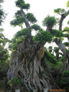大型榕树盆景