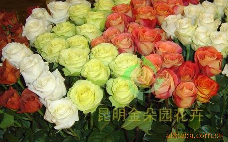云南圣诞节鲜花玫瑰批发