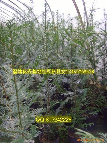 红豆杉盆景苗木