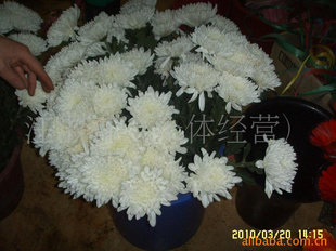 ˾2010һջУӭ
