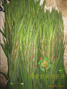 ʻϺʻ