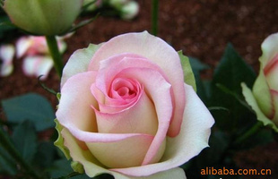 ʻʻõ壨˹ӣ
